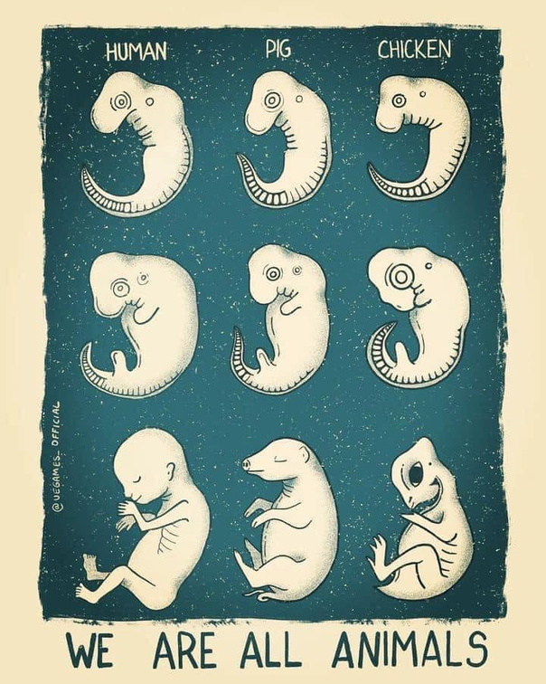 We-are-all-animals
